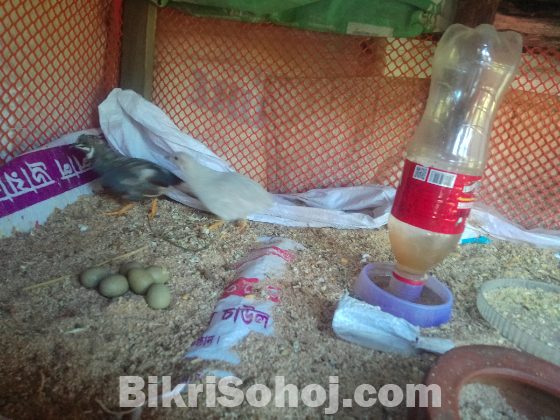 একজোড়া কিং কোয়েল পাখি বিক্রি করা হবে